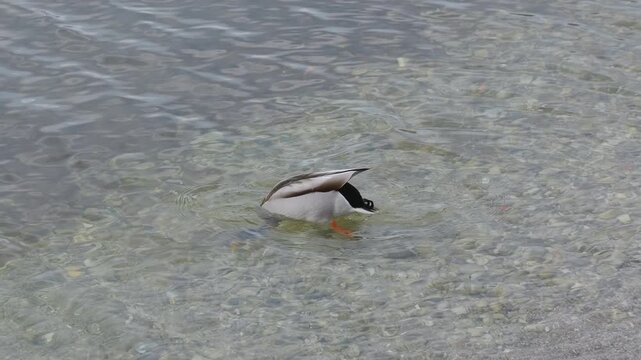 Close-up of a mallard duck diving underwater to search for food with its tail out of the water in slow motion