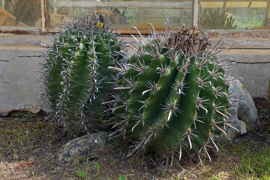 ferocactus barrel cactus plant with big thorns areoles cluster spines