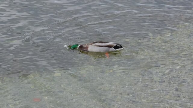 Close-up of a mallard duck diving underwater to search for food with its tail out of the water in slow motion