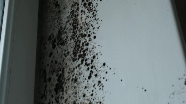 Severe mold damage to a window slope, close-up