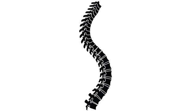 Silhouette of a human spine a medical illustration of the vertebral column in a sleek black silhouette against a white background