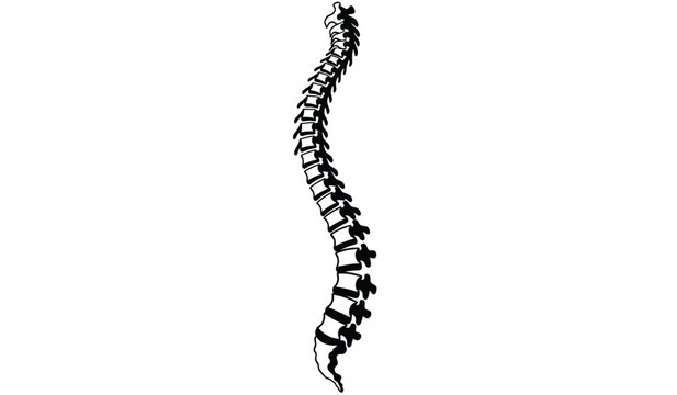 A silhouette image of a human spine against a white background showcasing the skeletal structure