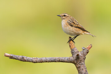 Obraz premium Whinchat is on a branch