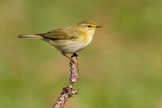Willow Warbler on a branch