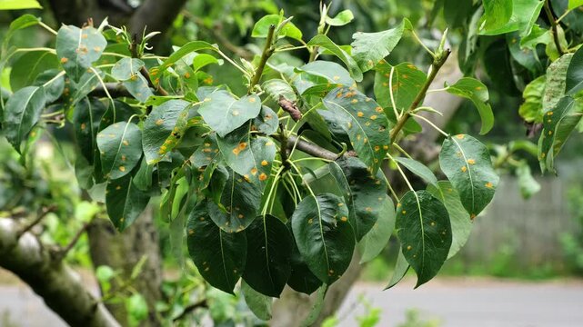 Plant diseases. Green leaves of a pear tree with rusted spots sway on summer breeze close-up. Late blight or scab or bacterial burn. Fungal disease of the garden. High quality 4k footage.
