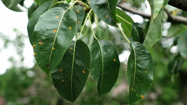 Plant diseases. Green leaves of a pear tree with rusted spots sway on summer breeze close-up. Late blight or scab or bacterial burn. Fungal disease of the garden. High quality 4k footage.