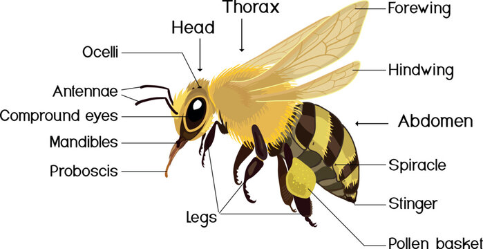 Honey bee anatomy diagram with labels. Detailed vector illustration of insect body parts
