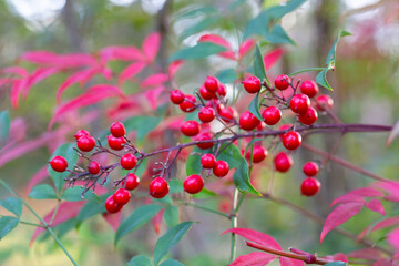 Obraz premium Red ripe berries on a branch in a blurred garden background. Nandina domestica in January. Natural berry red background.