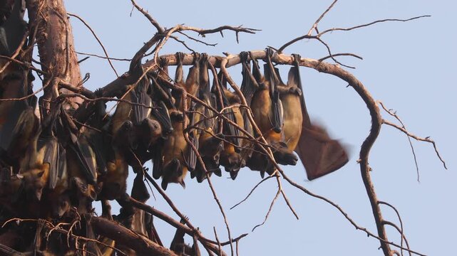 Colony of Straw-coloured fruit bats hanging from a tree in Uganda