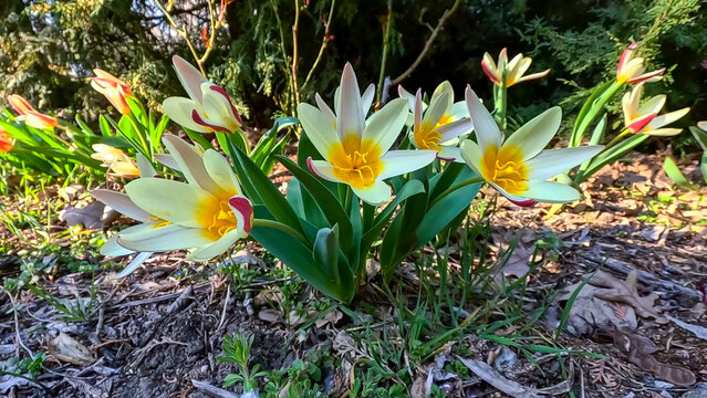Tulipa kaufmanniana (Kaufmann's tulip) - an early-flowering botanical tulip used in garden design.