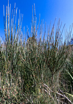 Ephedra intermedia, a perennial shrub with thin, green, rod-like branches resembling Equisetum (horsetail), growing in a garden against a sky background