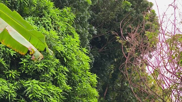 Yellow vented bulbul perched quietly on tree branch surrounded by lush wild foliage
