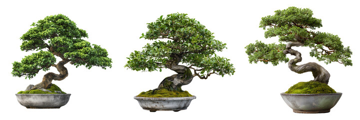Fototapeta premium Set of Elegant bonsai tree with fine branching and natural curves transparent png background.Ai generated