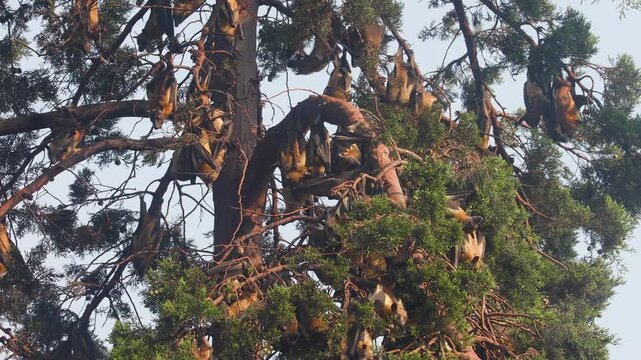 Colony of Straw-coloured fruit bats hanging from a tree in Uganda
