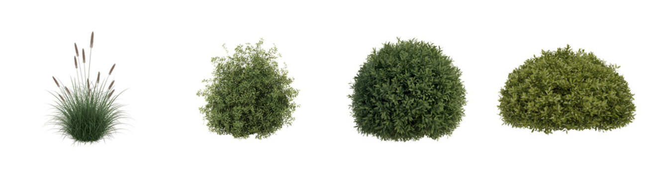 Green garden shrubs and ornamental grass collection, set of 4 realistic landscape plants, isolated boxwood bushes and pampas grass for architectural visualization