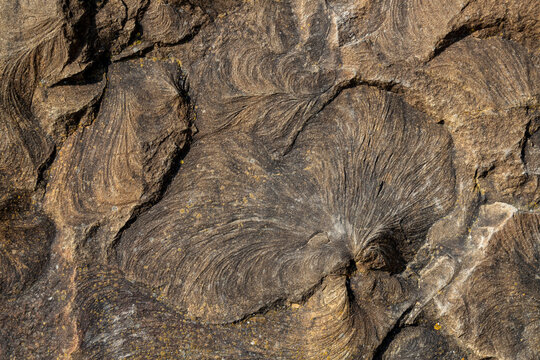 Close-up of weathered sandstone showing layered erosion and natural ripple patterns trace fossil, a textured abstract rock surface  for backgrounds, geology projects, and nature design work.