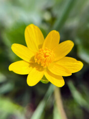 Obraz premium Vibrant Yellow Spring Celandine Flower Blooming in Spring Garden 