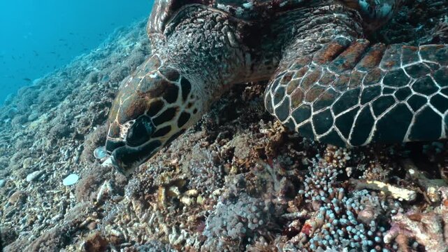 Scuba diving beautiful turtle in sea alone with nature. Close-up of sea turtle biting coral at bottom of blue clear ocean. Concept of life of tropical turtle, experience in dealing with wild animals.