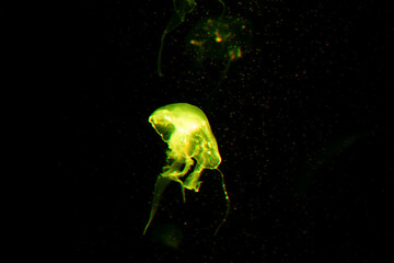 Yellow jellyfish glowing in dark water, Bioluminescent marine life, deep sea underwater wildlife