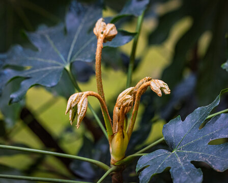 Knospe eines Feigenbaums