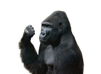 Obraz premium Powerful silverback gorilla showing fist on white background.