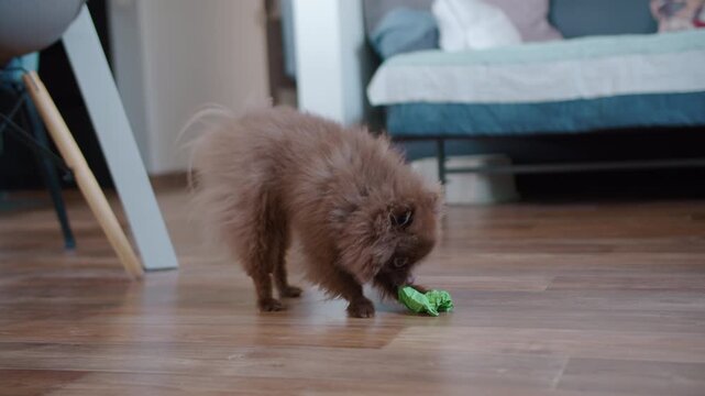 Brown pomeranian dog tearing paper on wooden floor at home