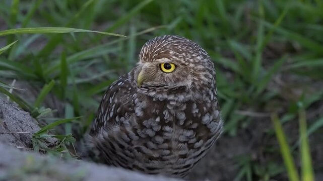 Closeup beautiful borrowing owl in the nest on the ground