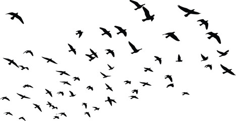 Fototapeta premium A large flock of birds flying together in formation