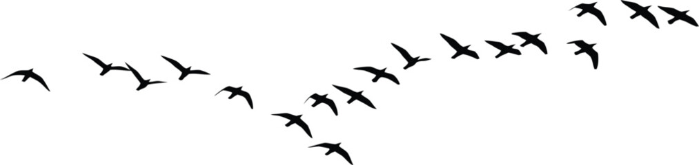 Obraz premium A flock of birds flying in a v formation