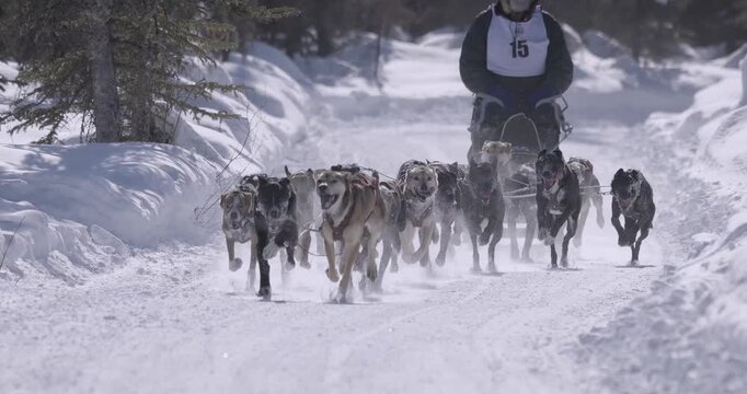 Sled dog team race in Alaska