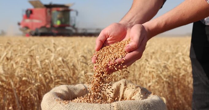 Wheat grains in the hands of a successful young farmer after a good harvest. Agricultural machinery combine harvester working in the background. Slow motion, close up