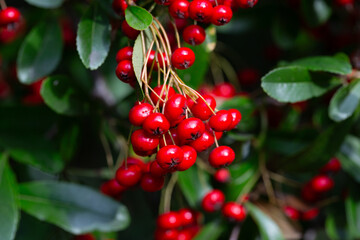 Obraz premium the red berries and green leaves of pyracantha shrub. Ripe scarlet fruits of Pyracantha crenatoserrata on a branch in January, selective focus.