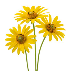 Obraz premium Three yellow daisies with green stems, png