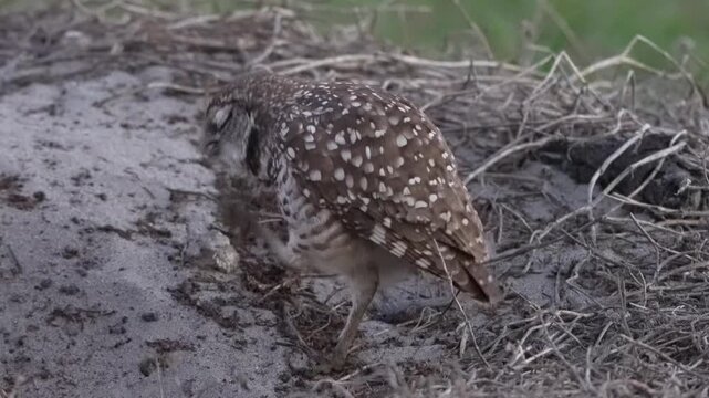 Closeup beautiful borrowing owl in the nest on the ground stretching with wings