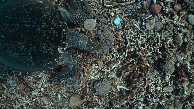 Close-up of sea turtle eating coral at bottom of blue clear ocean. Scuba diving beautiful turtle in sea alone with nature. Concept of life of tropical turtle, experience in dealing with wild animals.