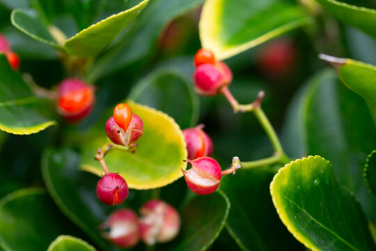 evergreen euonymus japonicus on the green leaves background