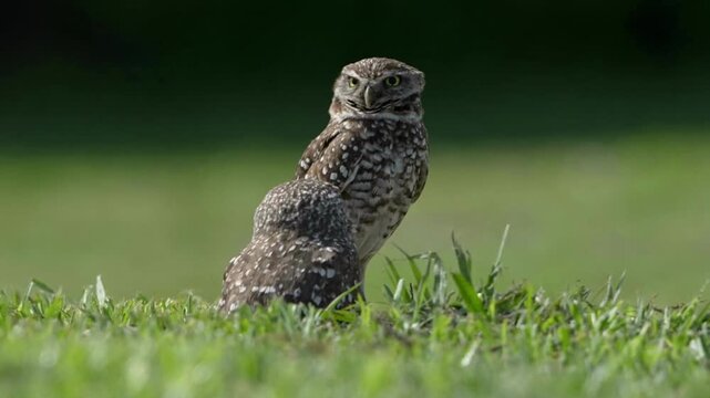 Two beautiful borrowing owls together guarding their nest