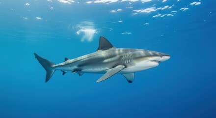 Naklejka premium Great White Shark Swims In Deep Blue Ocean