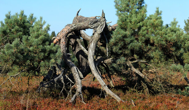 Kr&uuml;ppelkiefer auf dem Langenberg in Nordrhein-Westfalen, Deutschland mit Latschenfeld.