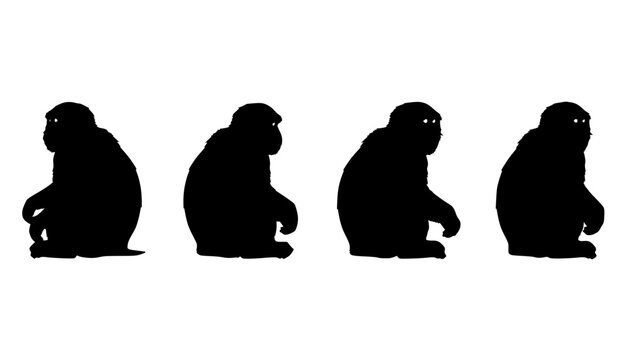 Japanese Macaque Illustration