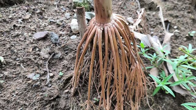Close-up of dried fibrous adventitious roots at the base of corn stalk