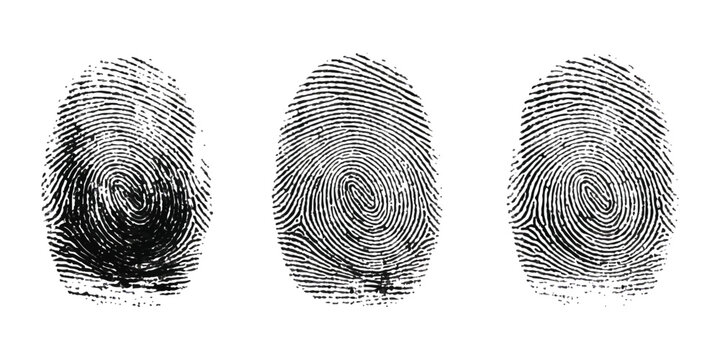 A collection of three distinct black and white human fingerprint patterns isolated on white background Vector, illustration