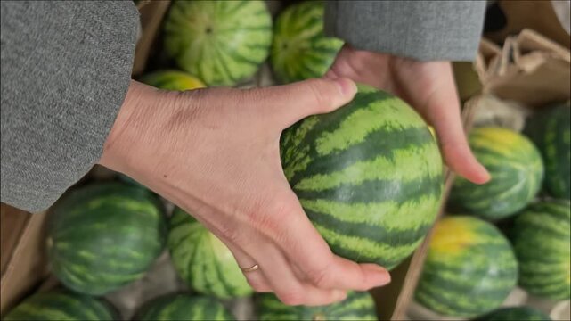 Choosing watermelons at a local market in the early morning hours