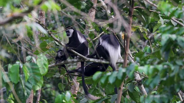Black-and-white Colobus aka guereza, in the rainforest of Kibale National Park. Uganda
