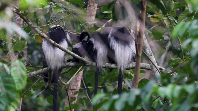 Black-and-white Colobus aka guereza, in the rainforest of Kibale National Park. Uganda