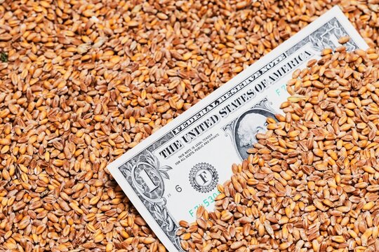 One dollar bill partially submerged in a pile of golden wheat grains