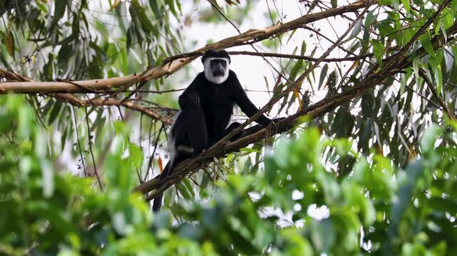 Black-and-white Colobus aka guereza, in the rainforest of Kibale National Park. Uganda