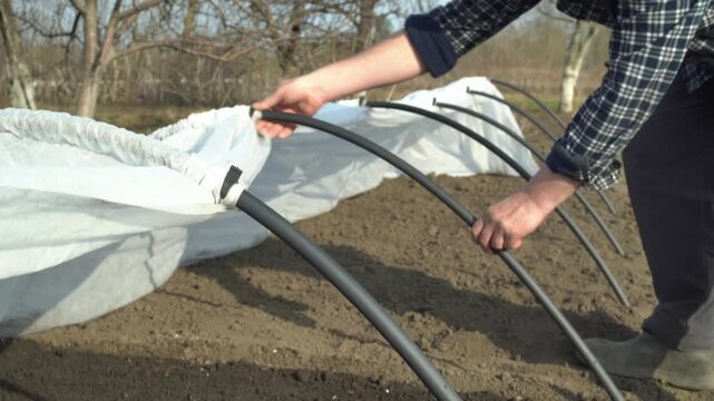 An agronomist carefully adjusts the protective covering over the beds using flexible tubes, demonstrating the process of fixing the agrofibre in the sunny open air with the soil