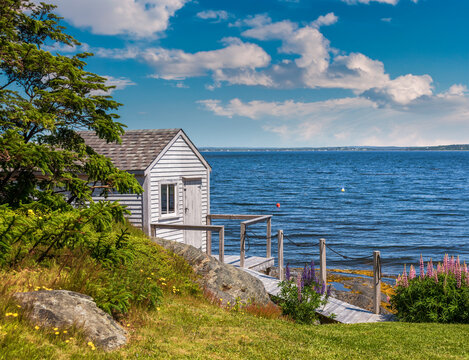 Lupins bloom by a cottage by the sea.