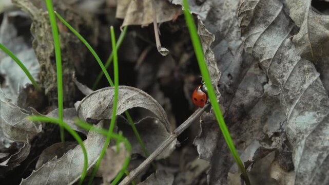 Red ladybug crawls across dry leaves and green grass, showcasing its movement in a natural outdoor setting with foliage and earth visible